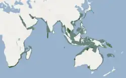 Indopacifisk øresvins udbredelse