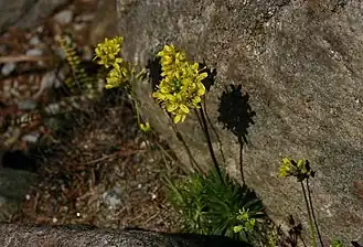 Draba subnivalis