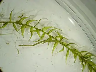 Kærseglmos Drepanocladus aduncus