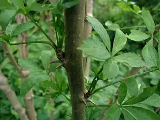 Almindelig tornaralie (Eleutherococcus sieboldianus) er let og næsten bambusagtig i væksten.