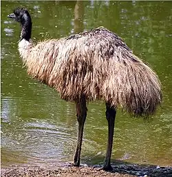 Emu (Dromaius novaehollandiae).Foto: J. Folmer, 2003