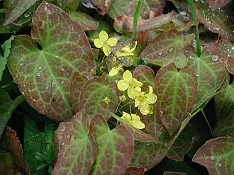 Epimedium pinnatum