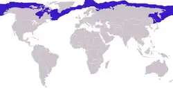 Remmesælens udbredelse