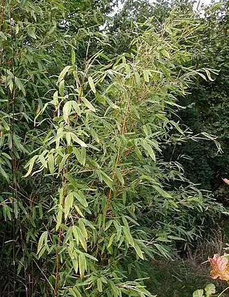 Gul bambus fornægter ikke sit slægtsskab med andre græsser