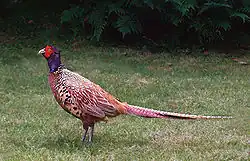 Fasan, 2002.Foto: Malene Thyssen