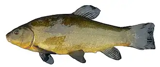 Suder.Foto: Christian Baum, 2004