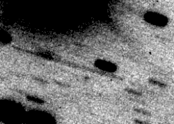 Animation af billeder af Ferdinand