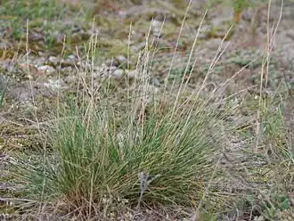 Baltisk svingel (Festuca polesica)