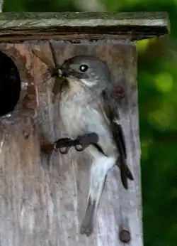 Broget fluesnapper hun. En syngende han