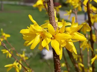 Have-Forsythia (Forsythia x intermedia)Foto:&nbsp;Jan Mehlich.