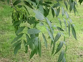 Ask (Fraxinus excelsior)