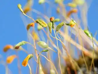 Alm. Snobørste Funaria hygrometricaFoto: Kristian Peters