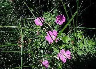 Blodrød Storkenæb voksende nær Kattegatkysten.
