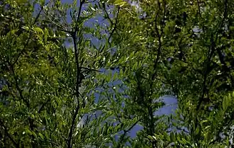 Tretorn har fine blade, men skarpe torne.