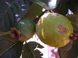 Umodne Guavaer(Psidium guajava)