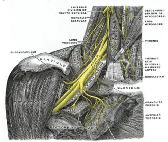 Den højre brachiale plexus, med den korte forgreninger, set fra forsiden.