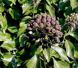 Vedbend i den blomstrende fase,hvor bladlapperne mangler.