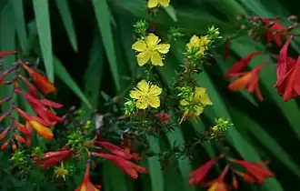 Prikbladet perikon (Hypericum perforatum)her sammen medMontbretia (Crocosmia x crocosmiiflora).