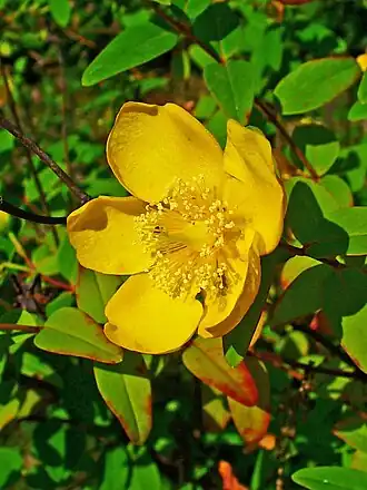 Kinesisk perikon (Hypericum hookerianum) Foto:&nbsp;H. Zell