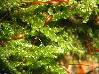 Alm. cypresmos Hypnum cupressiforme