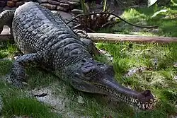 Gavial (foto fra amerikansk zoo)