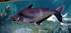 Pangasius hypophthalmus