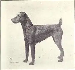 Irsk terrier omkring 1915