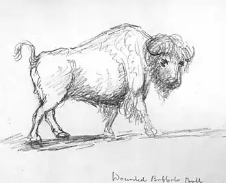 Såret buffalotyr, 1846Wounded buffalo bull