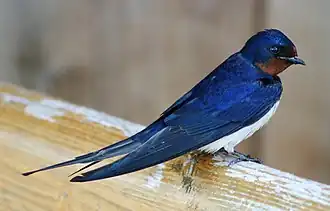 Landsvale Hirundo rusticaFoto: Malene Thyssen