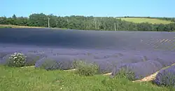 Rækker af lav lavendel