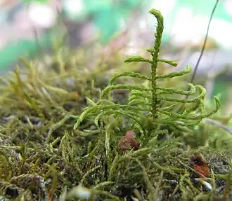Mat Lærkemos Leskea polycarpa