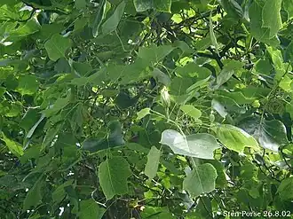 Almindelig Tulipantræ