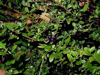 Myrte-Gedeblad med de sjældent sete, violette bær.