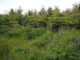 Fire år efter udsåning af en "broget Russel-blanding" har planter med blå blomsterfarver taget magten.