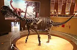 Skelet af Camarasaurus på Jurassic Museum of Asturias i Spanien