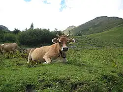 Brunkvæg fra Montafon