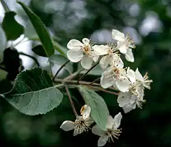 Oregonæble (Malus fusca)