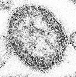 Mæslingevirus100-200 nm i diameter