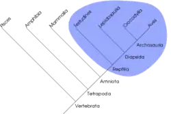 En monofyletisk gruppe