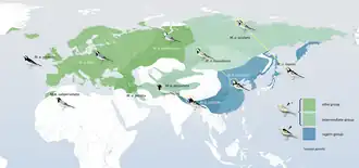 Udbredelsen af hvid vipstjert - med indtegning af dens underarter