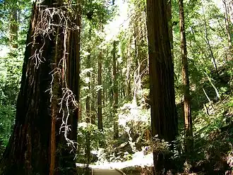 Sequoia sempervirens,Muir Woods National Monument, Californien
