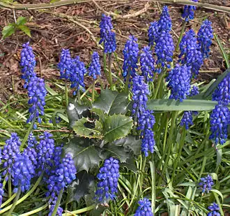Almindelig Perlehyacint (Muscari botryoides).