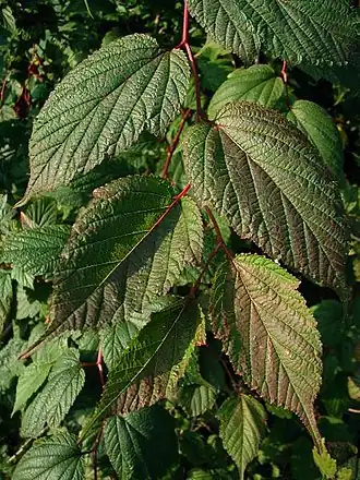 Bleg Neillia (Neillia sinensis)