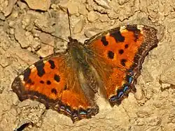 Kirsebærtakvinge -   Nymphalis polychloros