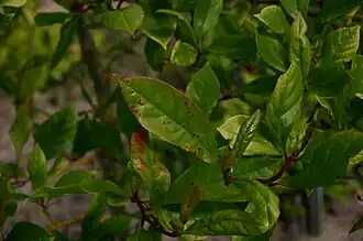 Skov-Tupelotræ (Nyssa sylvatica).