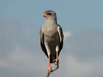 En lys sanghøg i Etosha nationalpark, Namibia