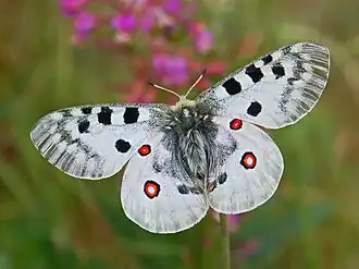 Apollo   Parnassius apollo