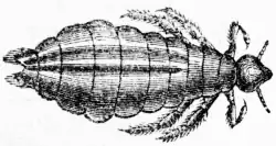 Hovedlus