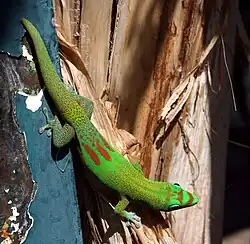 Guldstøvdaggekko (Phelsuma laticauda)