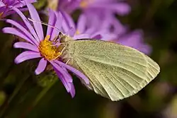 Lille kålsommerfugl.